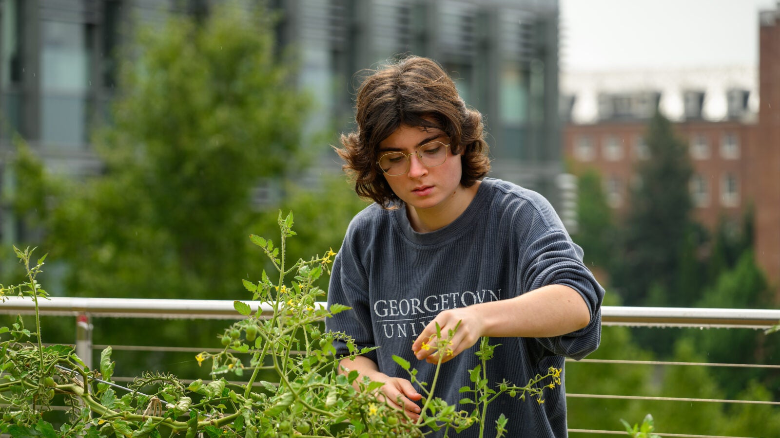 A Georgetown student tends to the Hoya Harvest Garden.